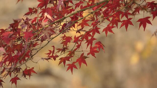 Autumn maple leaves background fall foliage nature landscape 대한민국 한국 가을 단풍 단풍나무 단풍잎 낙엽 나뭇잎 계절 변화 절정 산 명산 등산 국립공원 수목원 숲 산책로 공원 자연 풍경 야외 여행지 관광지 명소 아날로그 감성 평화로운 분위기 주말 여행 출사 라이프스타일 여가 휴식 힐링 클로즈업 디테일 패턴 