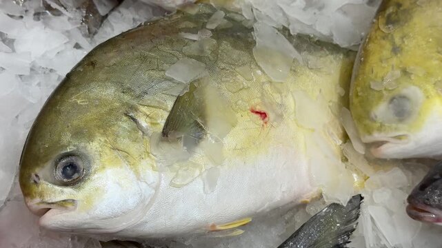 Frozen pompano on ice counter in fish shop, silver yellow fish lying on shallow crushed ice, retail display arranged