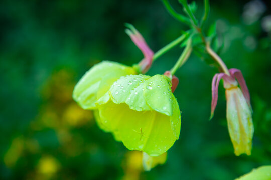 This beautiful close up macro photograph captures vibrant yellow evening primrose flowers covered in pristine water drops after a fresh summer rain. The camera focuses closely on the side of the