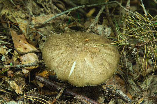 The image named 1H1A1474.jpg shows a wild pluteus mushroom sitting on the dark soil of a forest floor. It has a broad cap with a soft brownish and grey color that blends into the natural surroundings