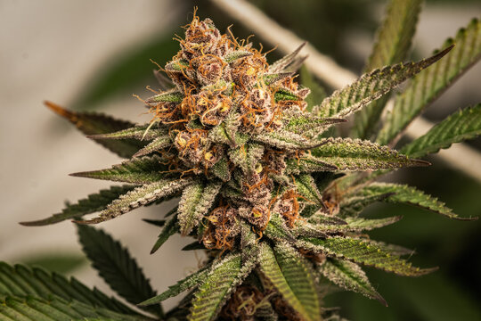Close-up of a mature, frosted cannabis bud with orange and purple colors
