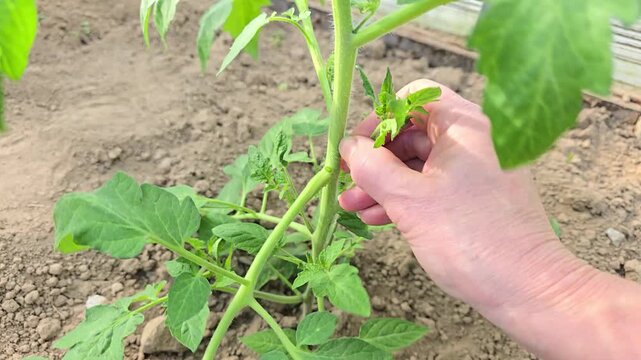 Removing shoots growing between the stems and branches of a tomato plant.