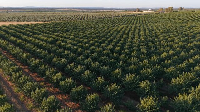 Nut agricultural production: Static panoramic aerial shot of almond tree plantation at sunset.