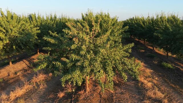 Agricultural plantation inspection: Dynamic lateral aerial shot of almond tree rows at sunset.