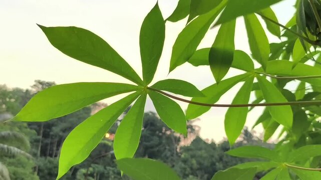 Fresh Cassava Leaves Moving Gently in the Wind