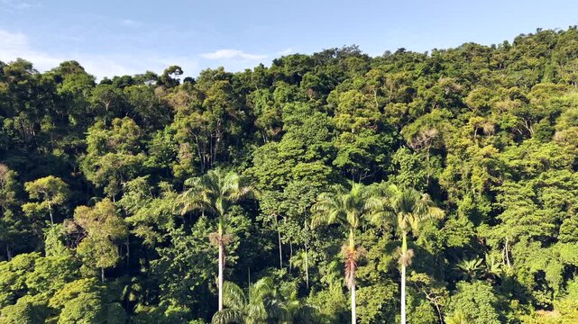 Tall Palm Trees Rising Above a Thick Jungle Canopy