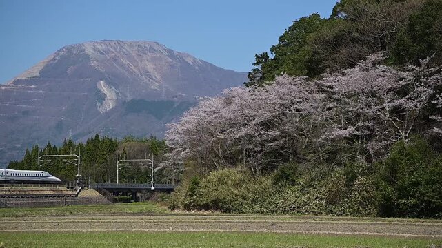 桜咲く伊吹山麓を走る東海道新幹線N700A（東海道新幹線 岐阜羽島 - 米原, 2026年4月）