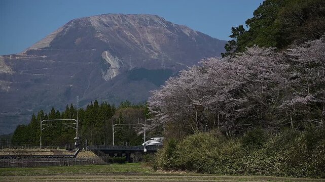 桜咲く伊吹山麓を走る東海道新幹線N700A（東海道新幹線 岐阜羽島 - 米原, 2026年4月）