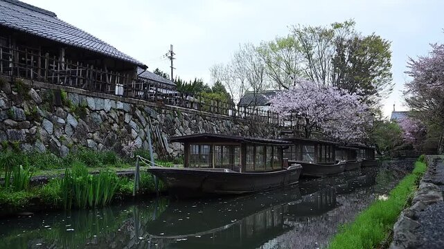 桜咲く春の八幡堀 （滋賀県近江八幡市, 2026年4月）