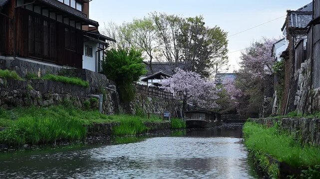 桜咲く春の八幡堀 （滋賀県近江八幡市, 2026年4月）
