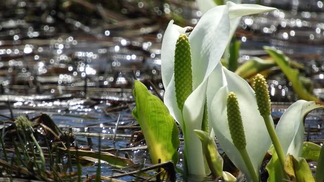【4K】早春の八甲田山麓に自生するミズバショウ：雪解けの清らかな水辺に咲く水芭蕉。青森の美しい高層湿原の自然映像素材　[4K] Elegant Asian Skunk Cabbage (Lysichiton camtschatcensis) in Early Spring: Hakkoda Wetland, Aomori Japan 撮影日：20260601-5