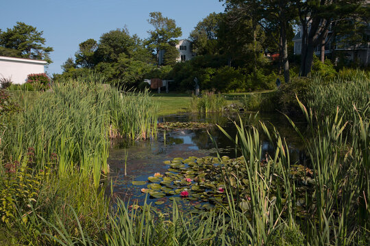 Retention pond wetland drainage basin with aquatic plants