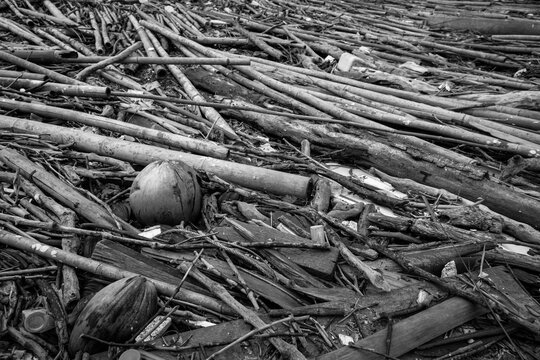 Pile of dried bamboo, coconut, and rope after flood. Grey picture of old wood. decadent wood. worthless and useless concept. Hopeless and despair concept. Time with the change of things.