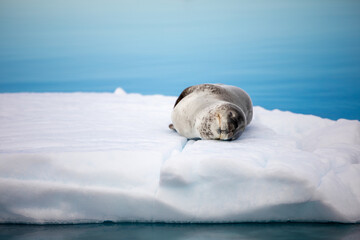 leopard seal © alexdsarrazin