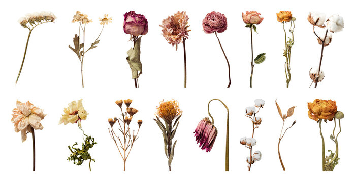 PNG Dried flowers arrangement variety on transparent background