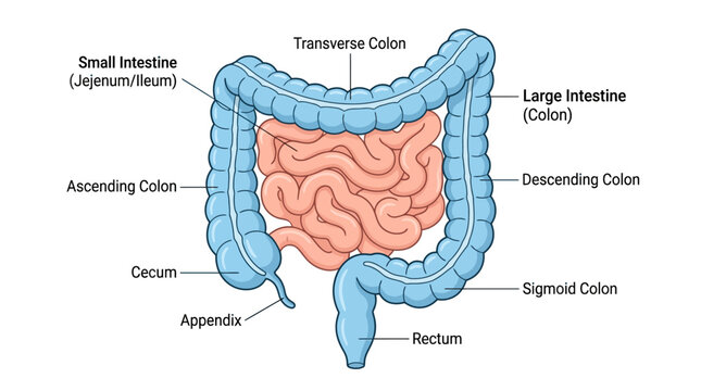 Detailed anatomical illustration of the human digestive system, highlighting the small and large intestines with labeled parts on a white background.