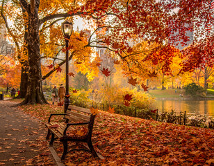 Obraz premium Autumn Forest Park with Golden Foliage and Sunlight
