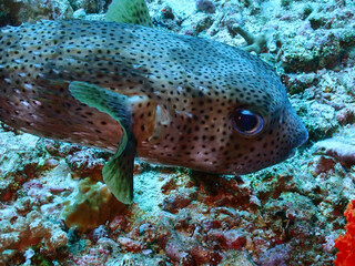 Fototapeta premium Big pufferfish in Gili Meno, Lombok