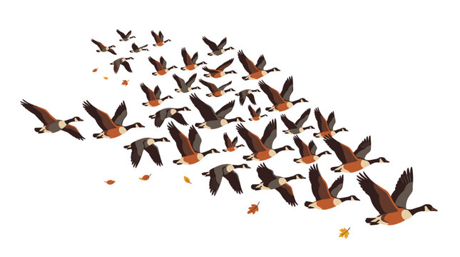 Flock of Canada Geese Flying in Formation During Autumn Migration
