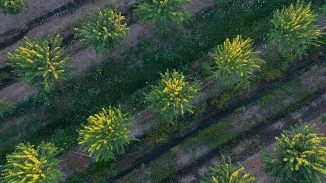 Sunset agricultural expanse: Aerial drone shot ascending from top-down to reveal panoramic almond orchard towards the sunset.