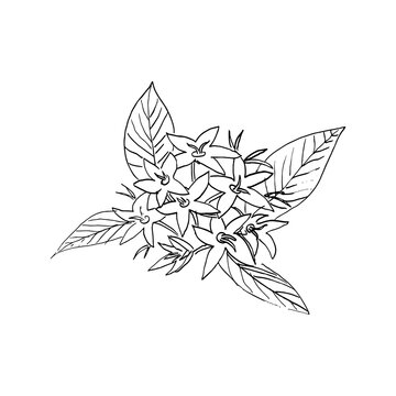 Pentas Lanceolata Flower Cluster with Leaves in Minimalist Hand Drawn Line Art Style Isolated on White Background for Botanical Prints, Coloring Pages and Digital Design Projects