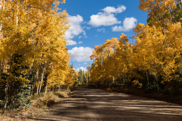 Fototapeta premium A back country county road south of Del Norte Colorado, provides a scenic drive in the early autumn of the colorful changing aspen trees.