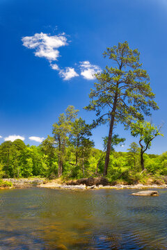 A lone tall tree hangs over water on the shore of the Haw River in beautiful Pittsboro. North Carolina in the U.S.