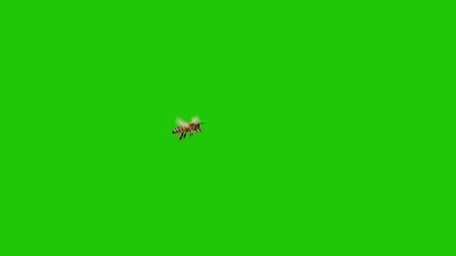 Single Honey Bee Flying on Green Screen Background &ndash; Isolated Insect for Chroma Key and Visual Effects
