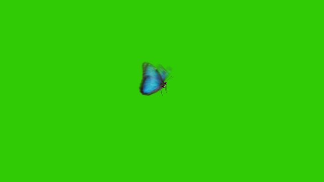 Single Blue Butterfly Flying on Green Screen Background &ndash; Isolated Butterfly for Chroma Key and Visual Effects