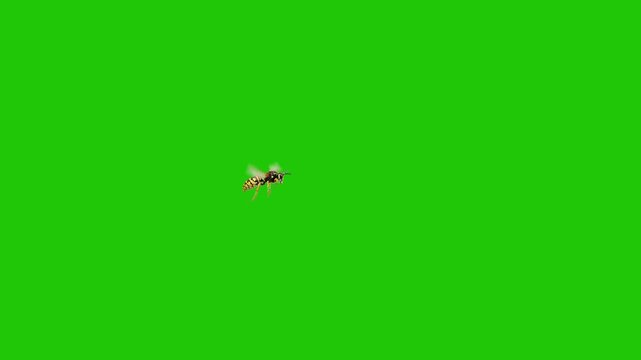Single Wasp Flying on Green Screen Background &ndash; Isolated Insect for Chroma Key and Visual Effects