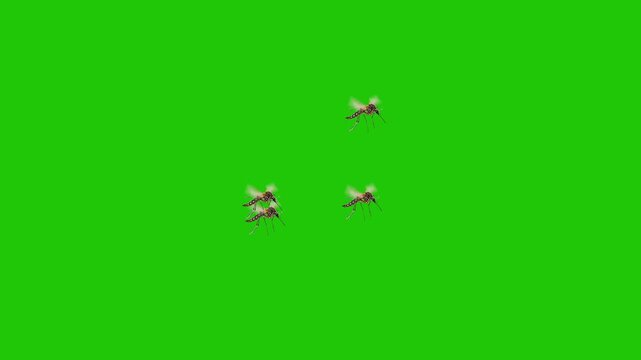 Multiple Mosquitoes Flying on Green Screen Background &ndash; Swarm of Insects Isolated for Chroma Key and Visual Effects