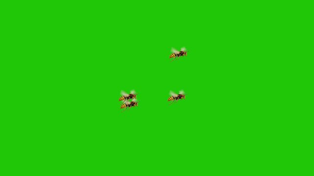 Multiple Wasps Flying on Green Screen Background &ndash; Swarm of Insects Isolated for Chroma Key and Visual Effects