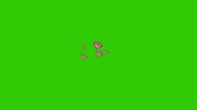 Multiple Yellow Butterflies Flying on Green Screen Background &ndash; Isolated Butterfly Swarm for Chroma Key and Visual Effects