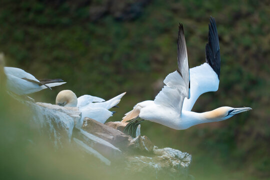 Gannet Leaving the nest