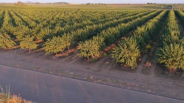 Agroindustry scale and expanse: Dronie effect with backward and upward aerial movement over almond orchard at sunset.