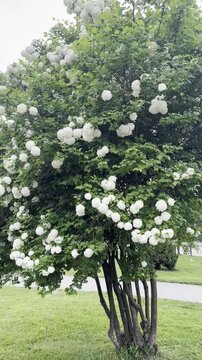 Beautiful viburnum shrub with white flowers in park. Camera moving backwards