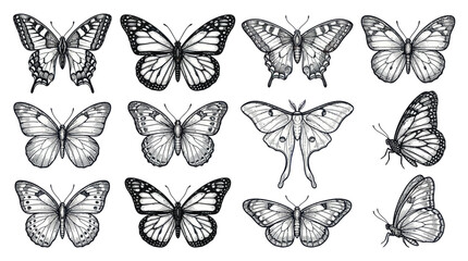 Collection of Hand-Drawn Butterflies and Moths, Black and White Sketch © ijo