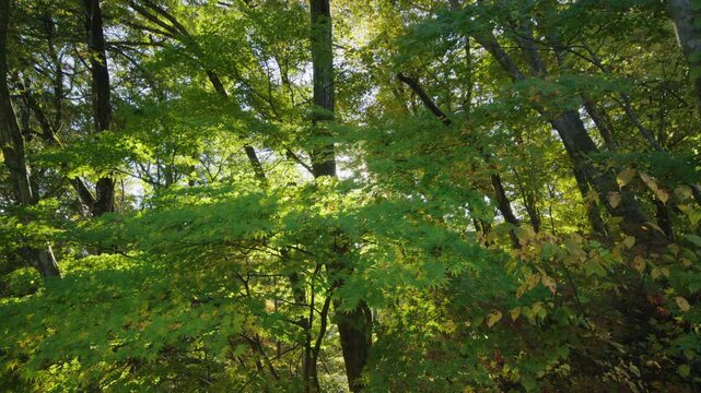 紅葉の名所 秋の鳴子峡の風景　Autumn scenery of Naruko Gorge, a famous spot for autumn foliage.