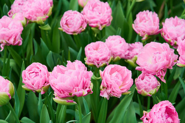 Fototapeta premium Blooming Pink Tulips in Sunny Spring Garden, Vibrant Floral Field Background