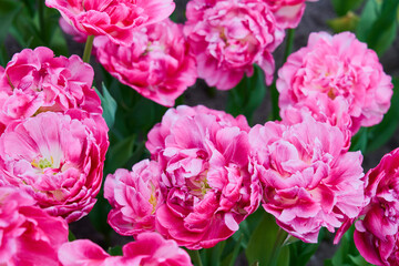 Fototapeta premium Blooming Pink Tulips in Sunny Spring Garden, Vibrant Floral Field Background
