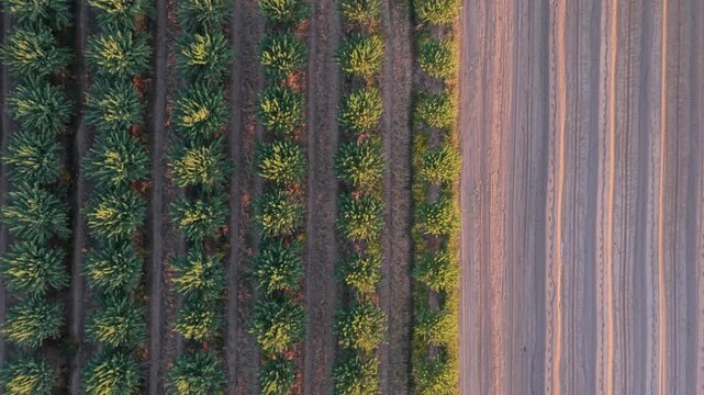 Agrarian land planning: Top-down aerial drone tracking shot forward over almond orchard next to plowed field at sunset.