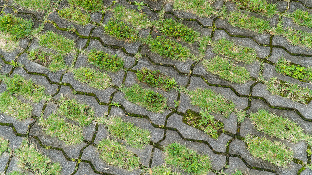 Green Grass Growing Through Concrete Grid Paver Blocks