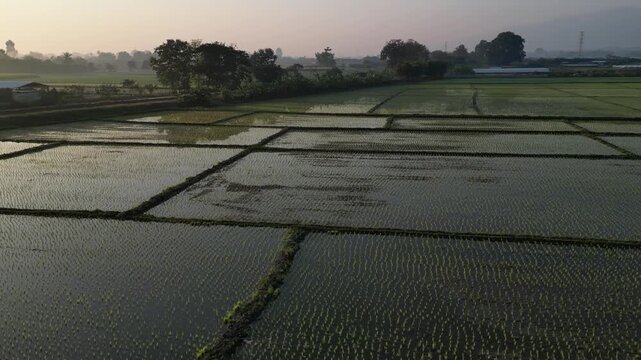 Aerial view of flooded rice paddies and cultivated crop rows under a misty morning sky in Chiang Mai, Chiang Mai, Thailand.