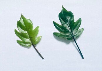 Two exotic green philodendron leaves isolated on a clean white background with copy space © indra92