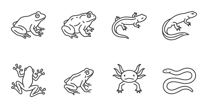 Amphibian and Reptile linear icon set frogs lizards axolotl snake, UI and web interface design