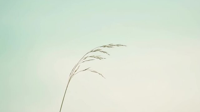 Minimalist single grass stem with soft pastel background natural nature beauty calm