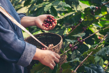 Close up hands harvest red seed in basket robusta arabica plant farm. Coffee plant farm woman Hands harvest raw coffee beans. Ripe Red berries plant fresh seed coffee tree growth in green eco farm © aFotostock