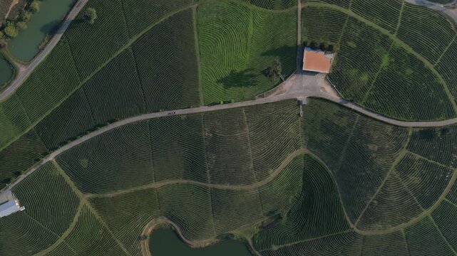 Aerial view of the geometric patterns of a tea plantation with a small building and curved rows of crops in Chiang Mai, Chiang Mai, Thailand.