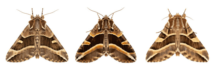 Obraz premium Set of detailed brown patterned moth insect with spread wings isolated on transparent png background realistic entomology nature element for educational graphic design layouts