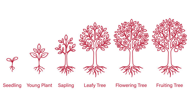 Tree growth stages line art seedling to fruiting tree development illustration.